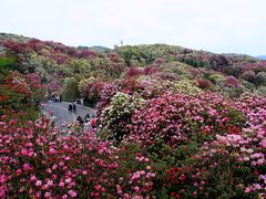 -贵州百里杜鹃风景名胜区