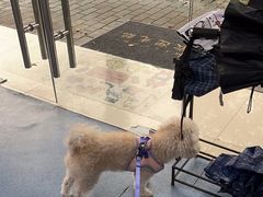 -顺强宠物诊所·狂犬免疫·夜诊·骨科(嘉定店)