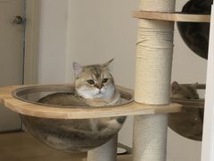 -有喵·猫咖·狗咖·30几只猫10只小狗(岗厦店)