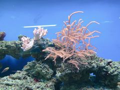 -御唐府海珊瑚主题餐厅