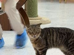 -喵园·猫主题咖啡厅·撸猫·猫咖(国贸店)