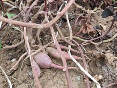 -锦屏山旅游度假区