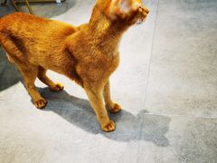 -飞行喵MR PILOT|猫舍·猫咖(静安大融城店)