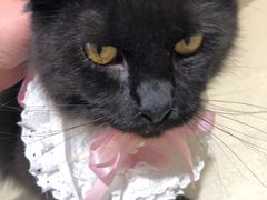 -藏猫猫咖啡主题馆(中央大道店)