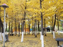 -长白岛森林公园