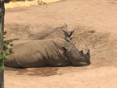 -西霞口神雕山野生动物世界