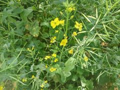 -艾溪湖湿地公园