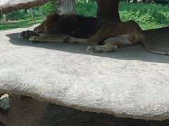 -北京野生动物园