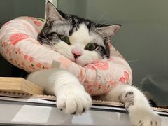 -创凡宠物医院·骨专科  猫科中心(西乡分院)