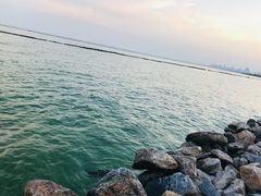 -合肥滨湖国家森林公园