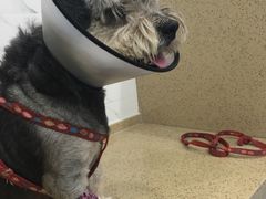 -伟伟宠物医院·CT影像中心·瑞派犬猫综合性门诊(汉口总院)