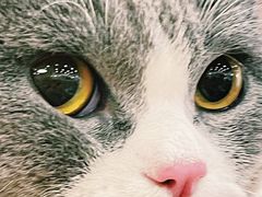 -袖虎·猫馆(体育西路店)
