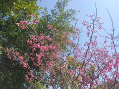 -清境桃源