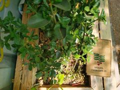 -五进制 Coffee Shop