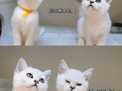 -lincat·猫舍(广州店)