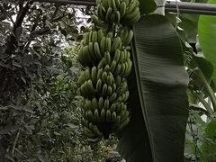 -呀路古热带植物园