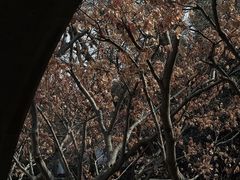 -何园