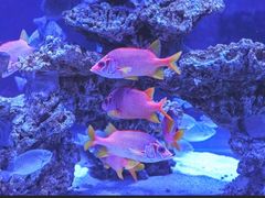 -上和臻品中国菜(花园街店)