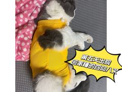 -喜多萌中农锦绣动物医院24H·猫科·牙科MRI·CT