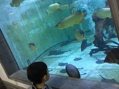 -中环花鸟鱼虫市场