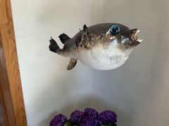 -天正河鲀·河豚亭(大连店)