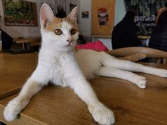 -平行世界·猫咖(首经贸店)