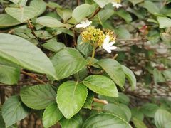 -广州神农草堂中医药博物馆