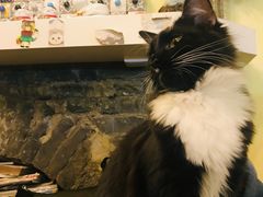 -猫色咖啡·猫咖
