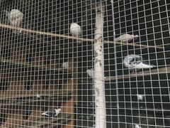 -爱德堡西餐咖啡吧(北师大店)