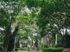 -瑞丽独树成林风景区