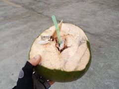 -东郊椰林