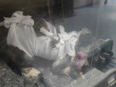 -美联众合动物医院·24h转诊中心