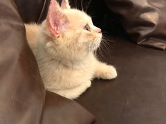 -猫大福·Fortune Cat猫舍(百子湾店)