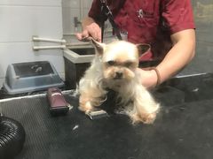 -宠物家(双井店)