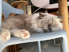-豆逗聊愈猫阁Easy Life