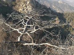 -龙口南山旅游景区