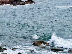 -广东惠东海龟国家级自然保护区