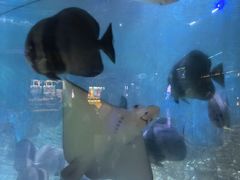 -烟台海昌鲸鲨海洋公园