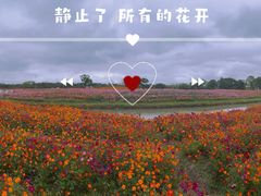 -花开海上生态园