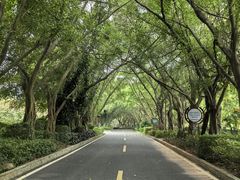 -大屏嶂森林公园