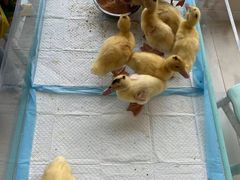 -怪兽屋·羊驼·猫咖·狗咖(俊华广场店)