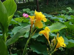 -陈家山荷花公园