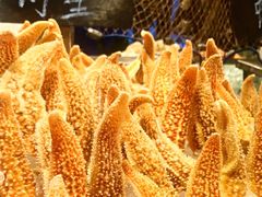 -宁波逸东豪生大酒店·豪生咖啡厅