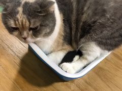 -藦茜花园宠物主题亲子互动体验馆(国顺东路店)