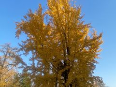 -苏州文庙(姑苏区)