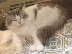 -more than meow吴止猫主题餐厅(承德 中船汇店)