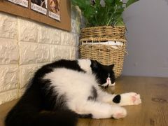 -平行世界·猫咖(首经贸店)