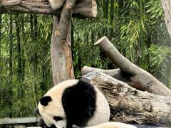 -卧龙中华大熊猫苑神树坪基地