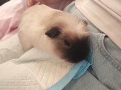 -吉丁鸟咖·异宠·寄养