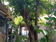 -喵屿·大理花园猫咖